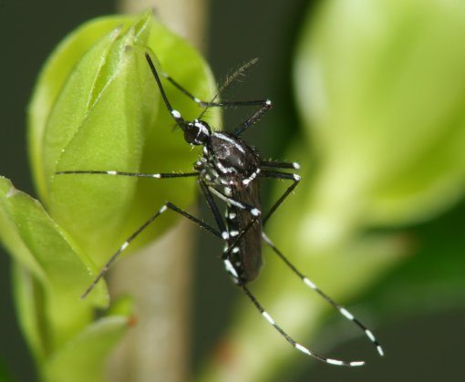 Weibchen der Asiatischen Tigermücke (Aedes albopictus) auf Liguster (Ligustrum vulgare) sitzend